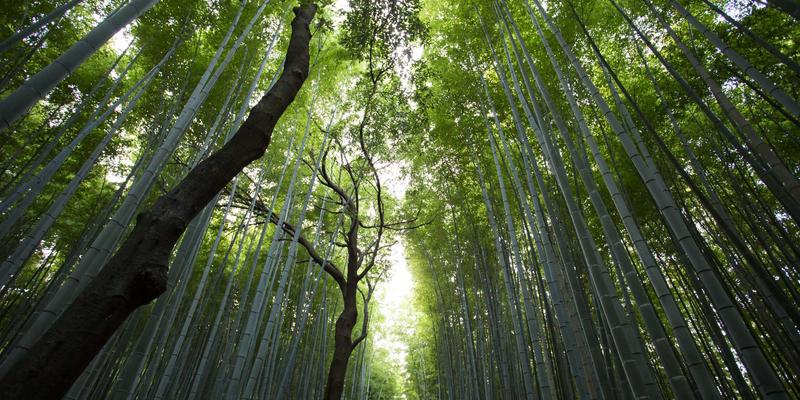 语音助手